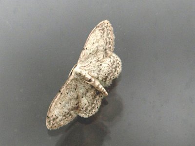 Prachtstipspanner, Scopula marginepunctata.JPG